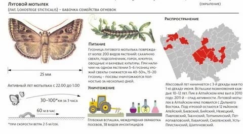Где найти мотылек