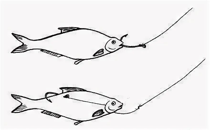 Снасточка для ловли на живца. Как поймать щуку на живца летом. Ловля налима на живца оснастка. Монтаж донной снасти для ловли окуня. Насаживание живца на крючок способы.