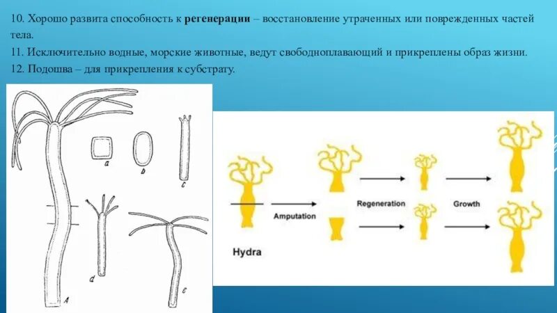 Презентация кишечнополостные 7 класс биология