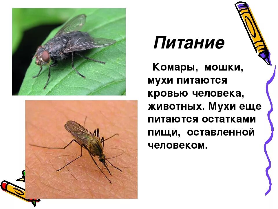 Можно есть мух. Кровососущие насекомые Муха. Чем питаются мухи. Муха комар. Насекомые Муха мошка комар.