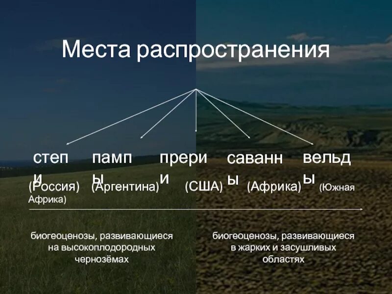 В чем сходство и различие между саваннами. Причины образования прерий. Различие степей и саванн. Степь и Саванна сравнение. Географическое положение прерии.