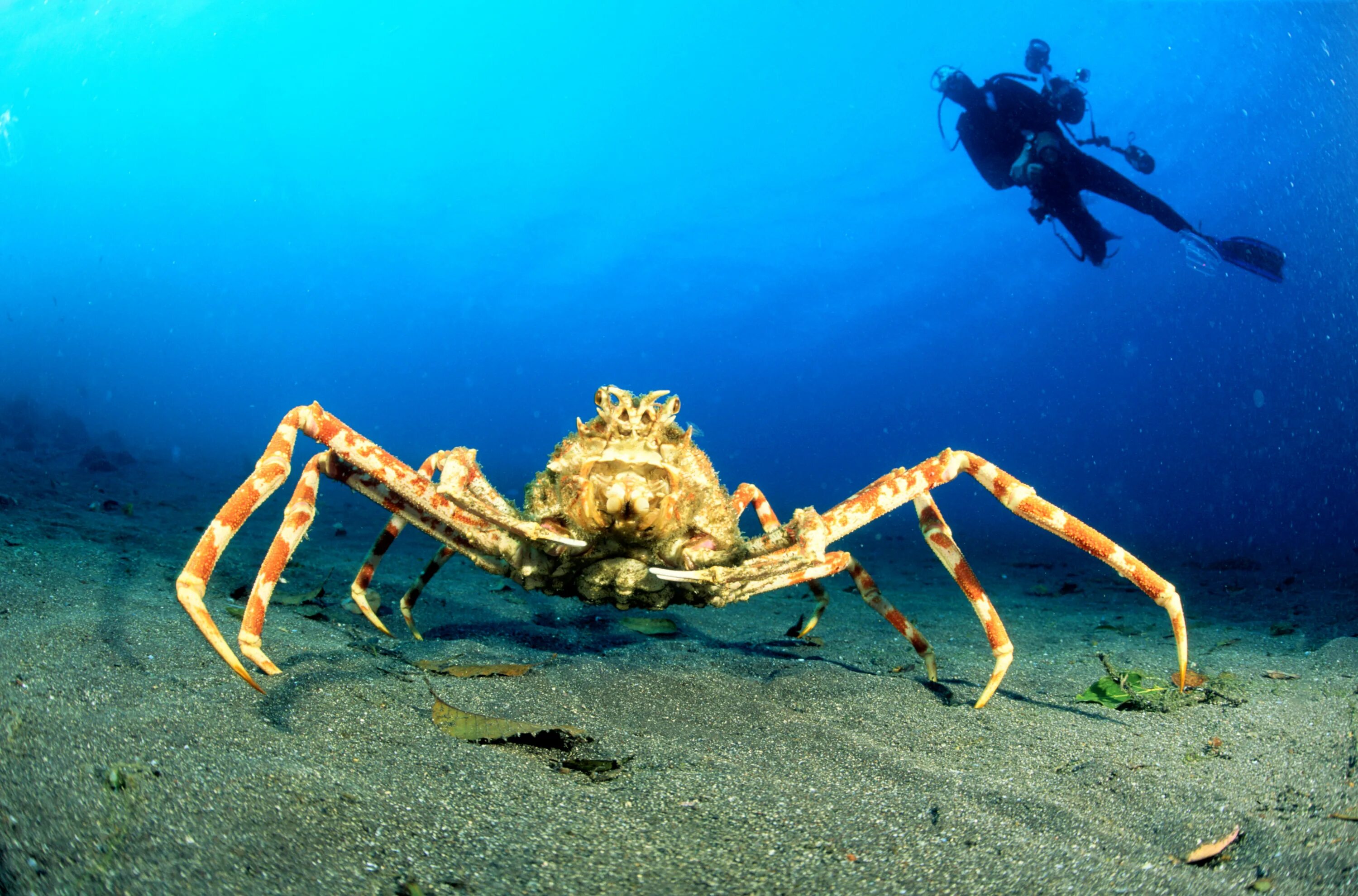 П краб. Японский краб паук. Крабы Macrocheira kaempferi. Японский краб Charybdis japonica. Японский краб-паук (Macrocheira kaempferi).