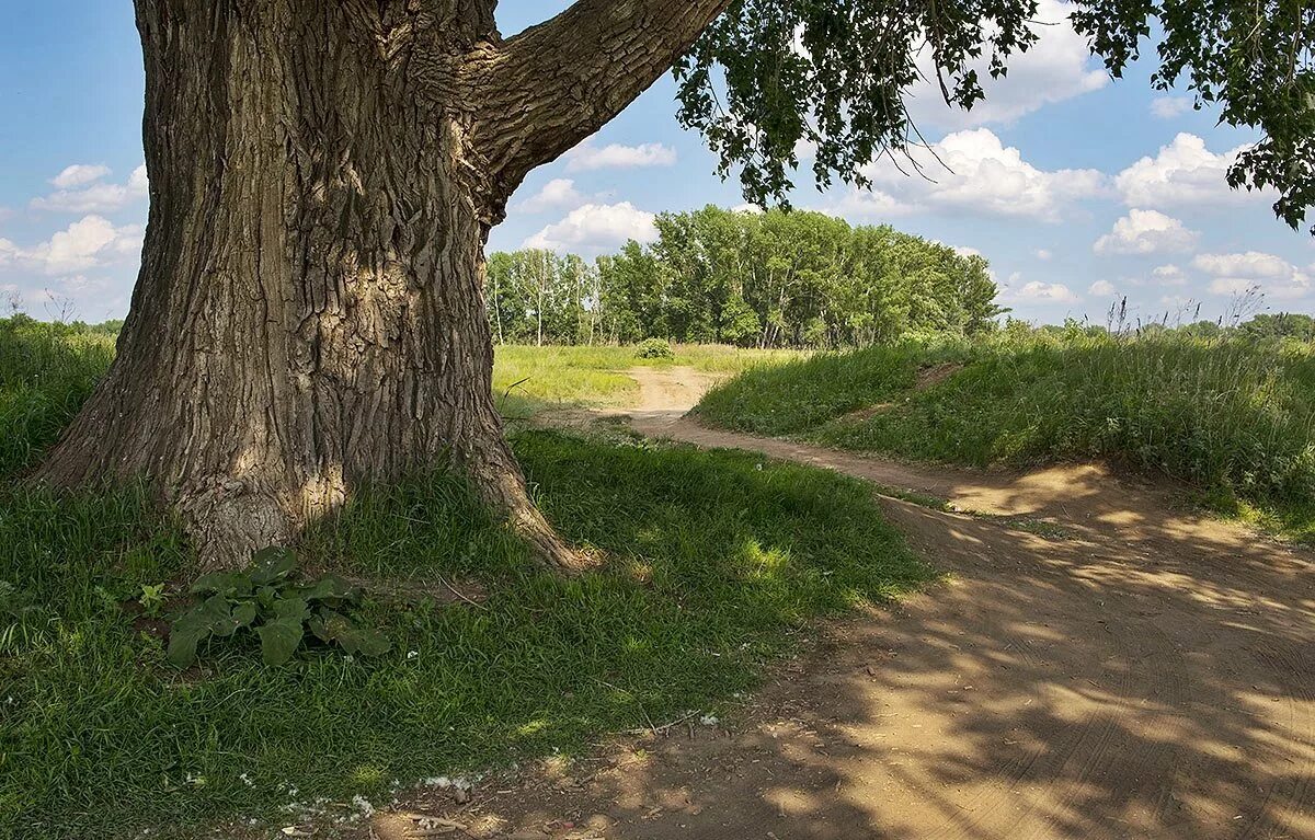 дуб в степи. старый осокорь.