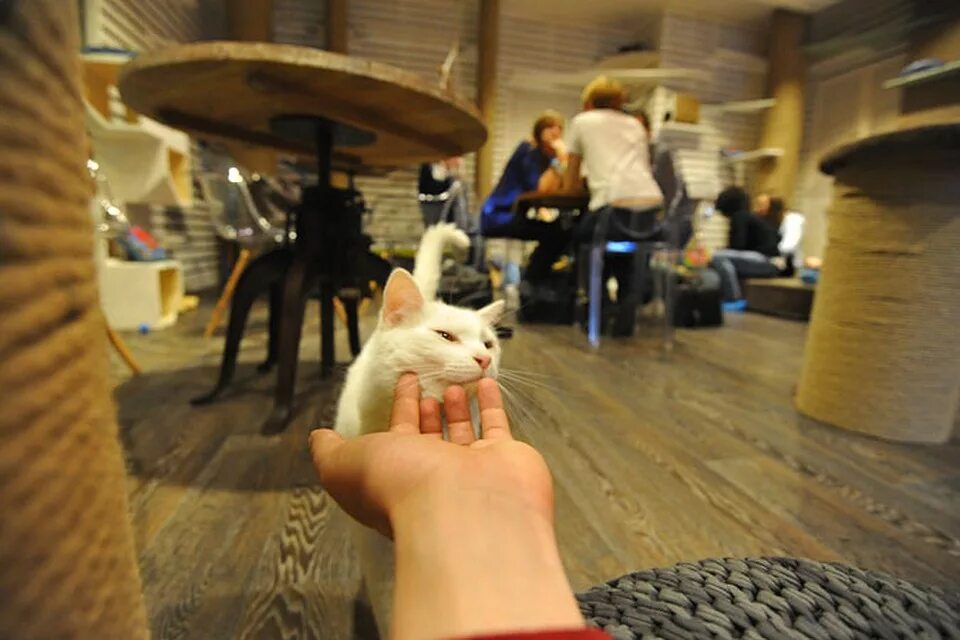 Московская область химки улица горшина 2 котокафе муркино. Котокафе муркино, химки. Котокафе в химках горшина. Котокафе логотип. Московская область химки улица горшина 2 котокафе муркино.