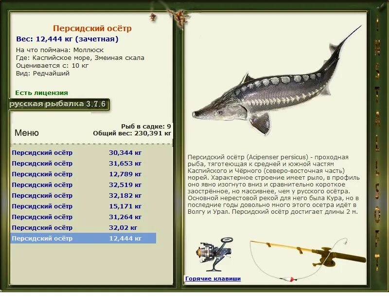 какой вес осетра. максимальная масса осетра. осетр размеры самый большой. севрюга и осетрина отличия. максимальный вес стерляди.