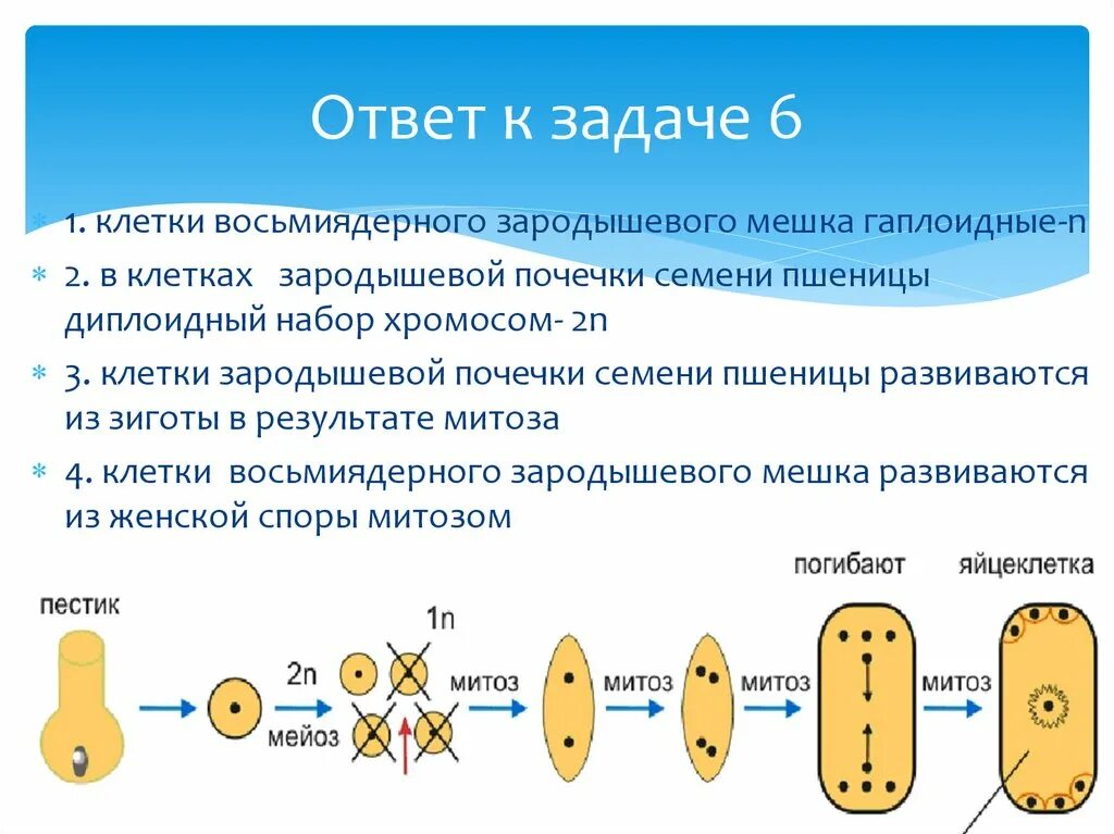 Клетки зародышевого мешка набор хромосом. Центральное ядро зародышевого мешка набор. Хромосомный набор восьмиядерного зародышевого мешка. Центральная клетка зародышевого мешка набор хромосом.