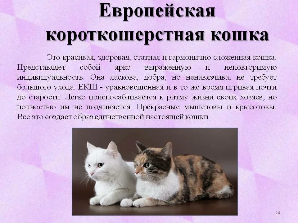 Европейская короткошёрстная кошка описание породы и характера. Европейская короткошерстная кошка характеристика породы. Европейская короткошёрстная кошка описание. Европейская кошка короткошерстная характер.