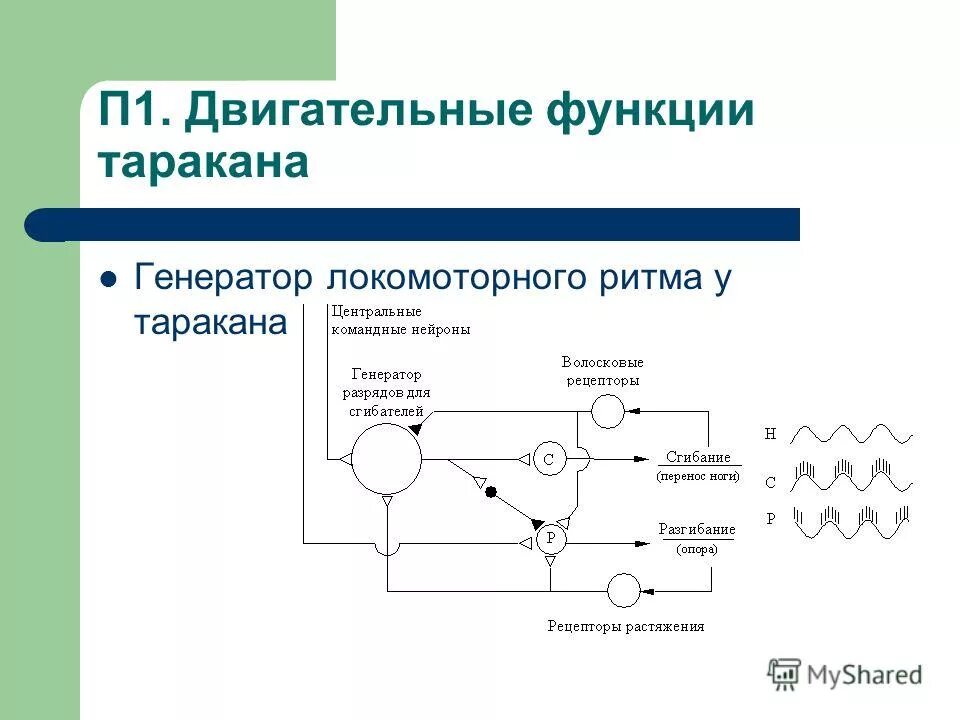 Двигательная сенсорная система функции. Уровни управления двигательными функциями. Управление двигательными функциями. Какой уровень головного мозга управляет когнитивными процессами?. Этапы развития моторной функции.