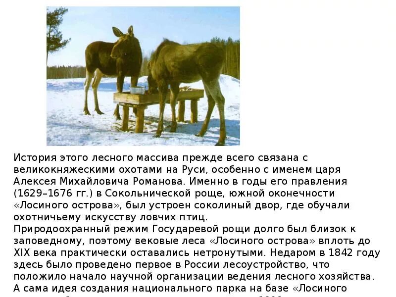 Заповедник лосиный остров рассказ. Национальный парк лосиный остров презентация. Национальный парк лосиный остров королев. Национальный парк лосиный остров презентация. Национальный парк лосиный остров рассказ.