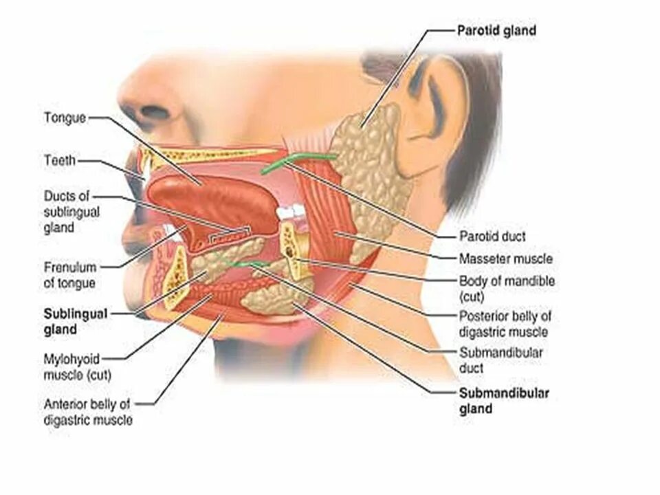 Мышцы языка анатомия схема. Мышцы языка анатомия схема. Строение ротовой полости: зубов, языка, слюнных желез. Строение гортани язычок. Вкусовые сосочки сбоку языка.