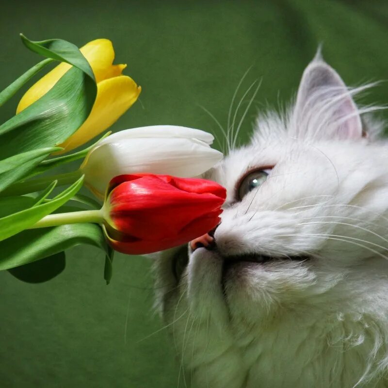 Кошка с тюльпанами. Кот с цветами. Котенок с тюльпанами. Котик с цветочком. Кошка съела тюльпан