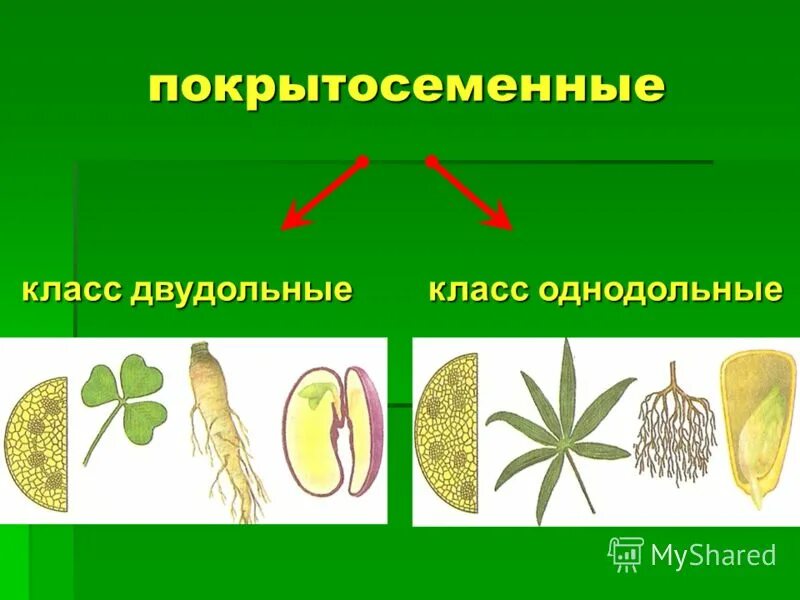 Арахис однодольное или двудольное растение. Подсолнечник однодольное или двудольное растение. Арахис растение двудольное однодольное. Лист двудольного растения. Приведите по три примера растений однодольные хвойные