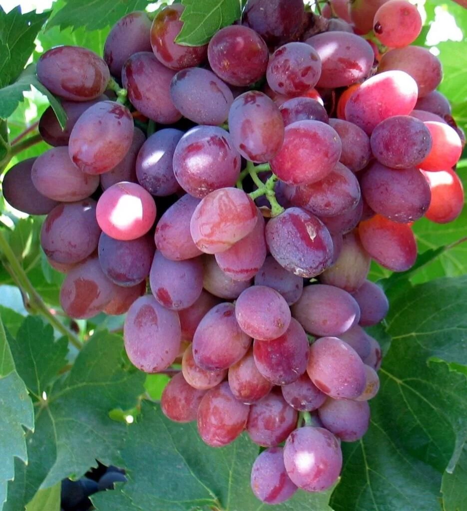 Самый сладкий сорт винограда. Сорт винограда red seedless. виноград red globe. сорт красного винограда марсан. ачандарский красный виноград сорт.