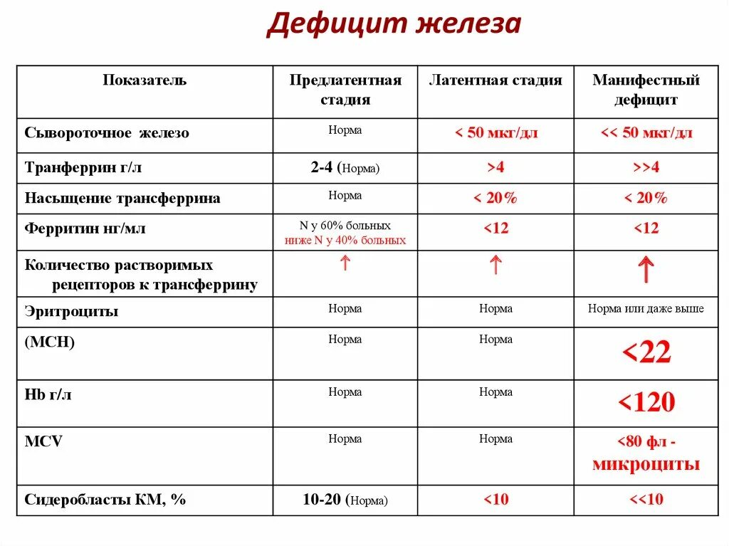 За что отвечает ферритин в организме женщин