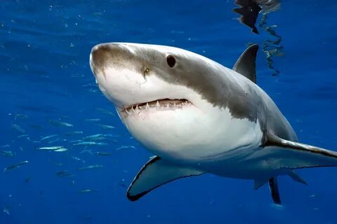 Un requin blanc capturé par un pêcheur au large d'Al Hoceima 