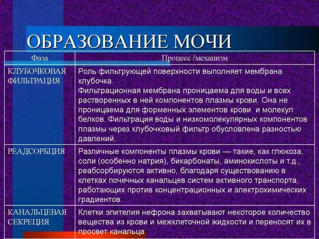 3 Фазы образования мочи. Процесс образования мочи. Эатпы о разования мояи. Этапы образования мочи.