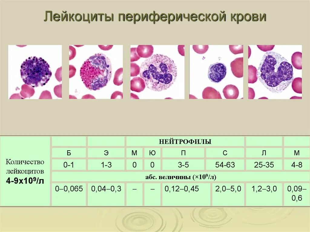 Изменение количества лейкоцитов в крови