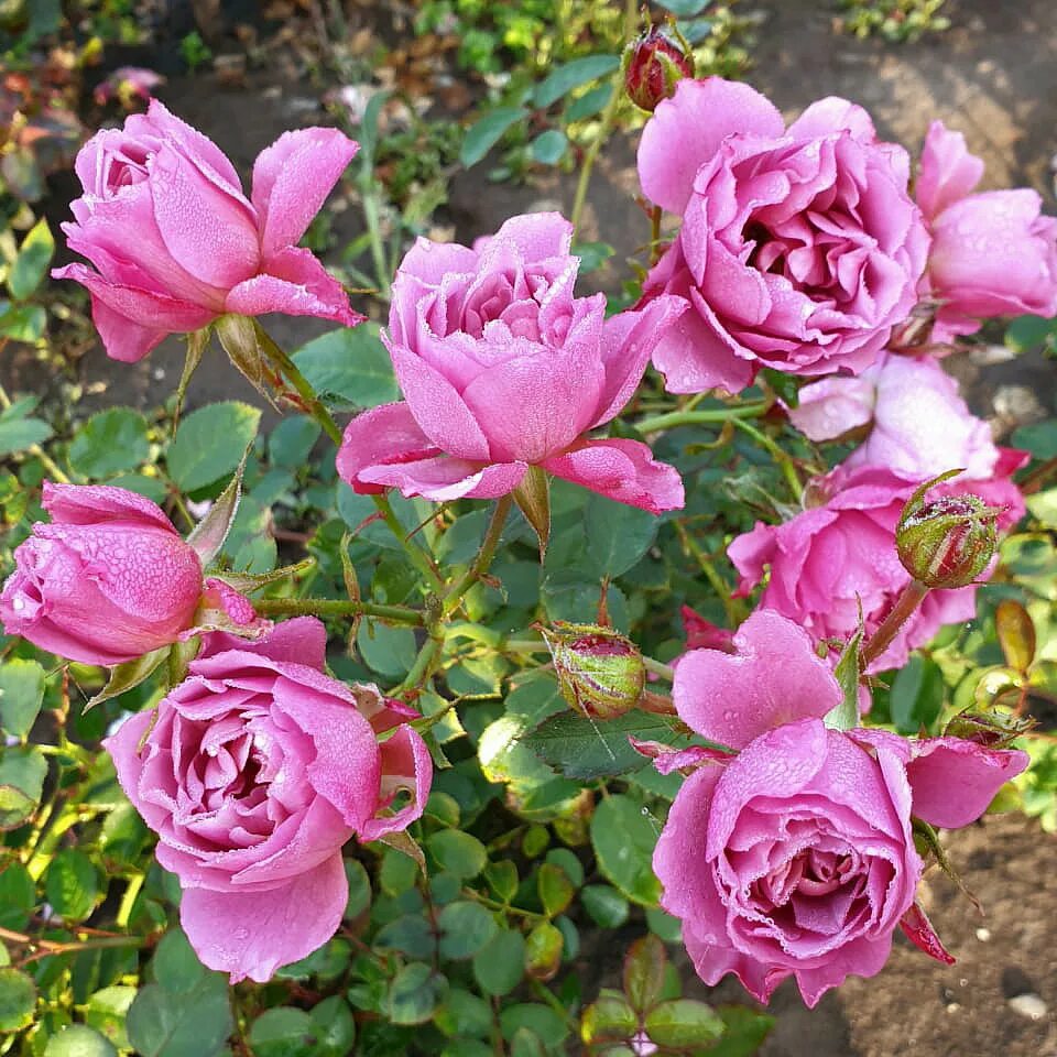 агромаркет 24 интернет магазин каталог. агромаркет 24 интернет магазин семена. магазин семян в туле. агромаркет24. агромаркет 24 саженцы каталог на 2024 год.