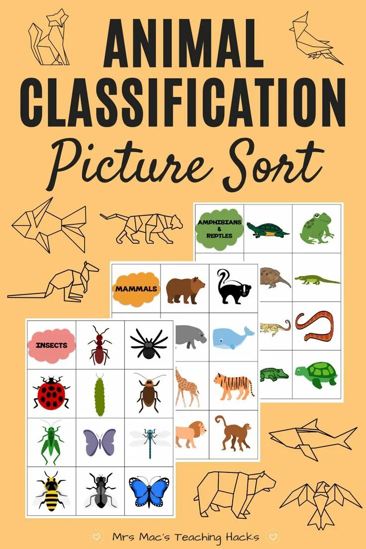 Animal categories. Classification of animals.