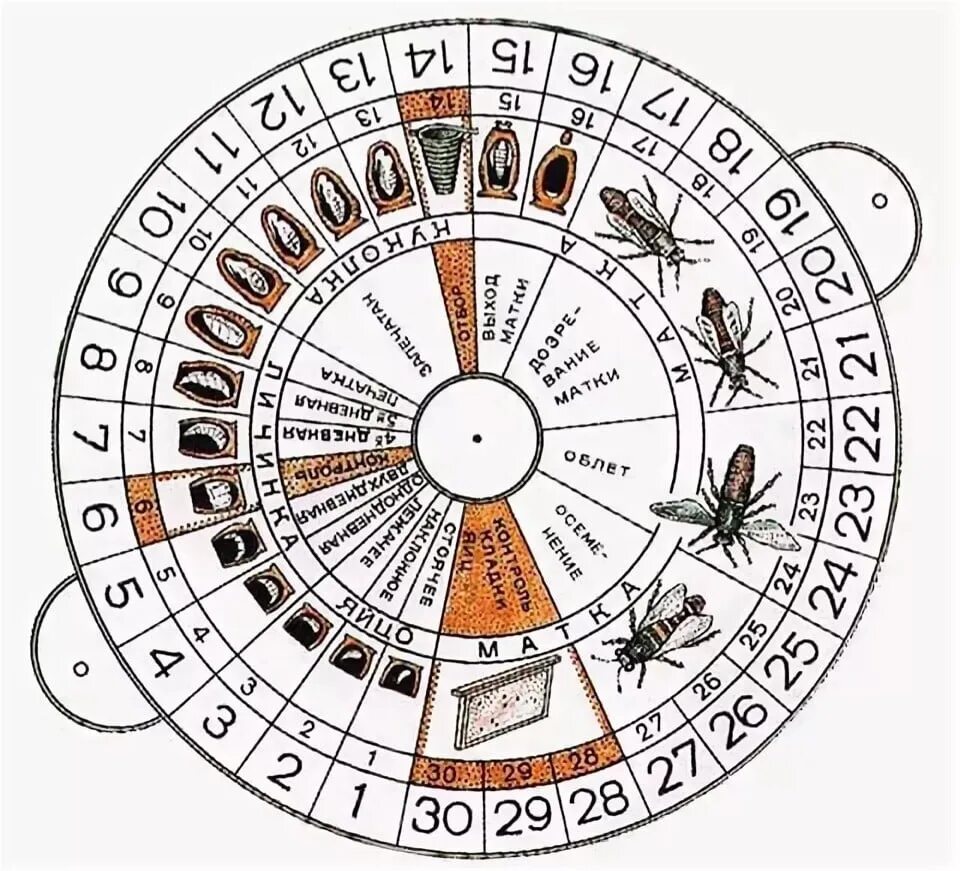 Календарь вывода пчелиных маток. Таблица вывода пчелиных маток. Календарь облета матки. Цикл развития пчелиной матки.