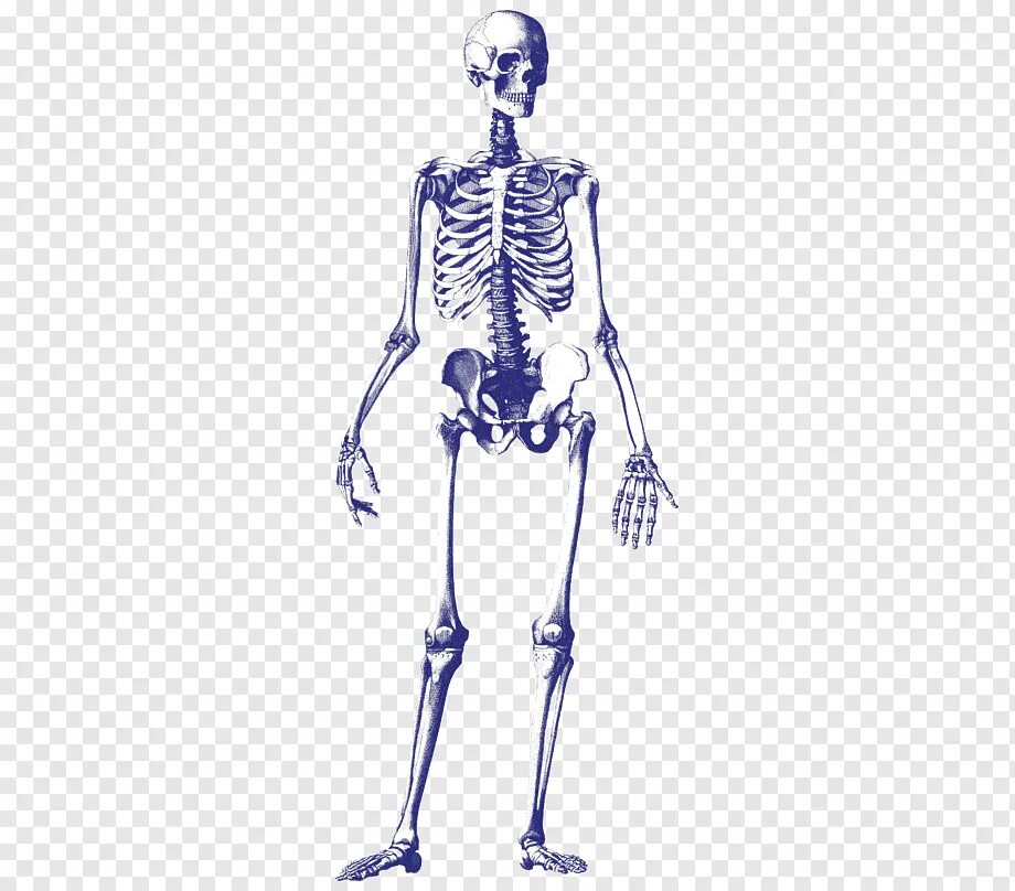 Облегченный скелет. Скелет человека. Схематичный скелет. Скелет без фона. Скелет без фона для рисования.
