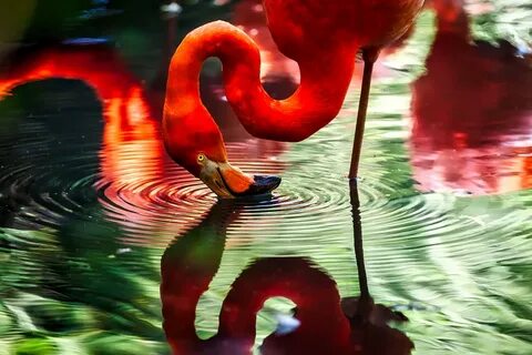 Flamingo pro
