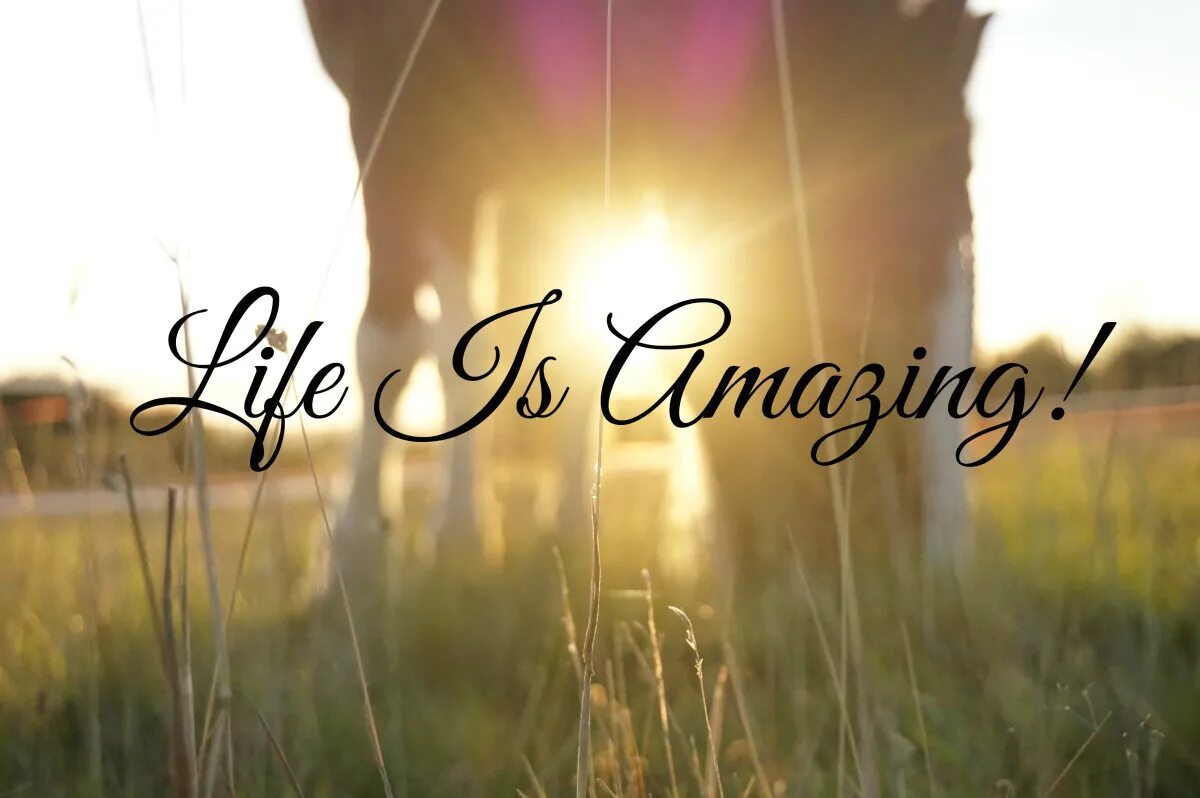 Life s amazing. Решительность. Freedom life. Life s better the beach. Люди славят бога.