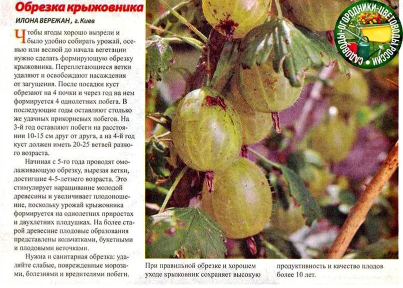 Крыжовник характеристика. Таблица совместимости плодовых кустарников. Крыжовник витамины. Витамины в крыжовнике полезные. Чем подкормить крыжовник весной для хорошего урожая.