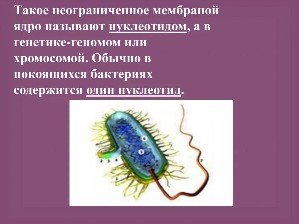 Бактерии содержит ядро. Бактериальная клетка. Строение бактерии. Строение бактерии нуклеоти.