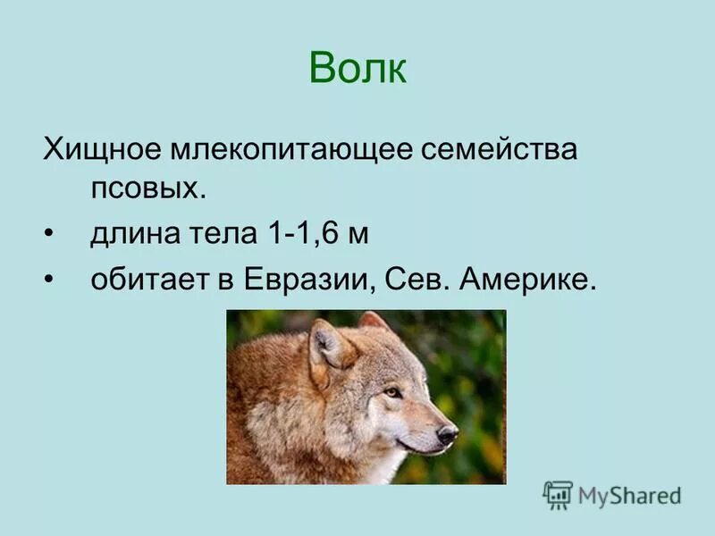 Гривистый волк волк. Бразильский гривистый волк. Семейство псовые волки. Гривистый волк гуара. Волк хищное млекопитающее семейства псовых.