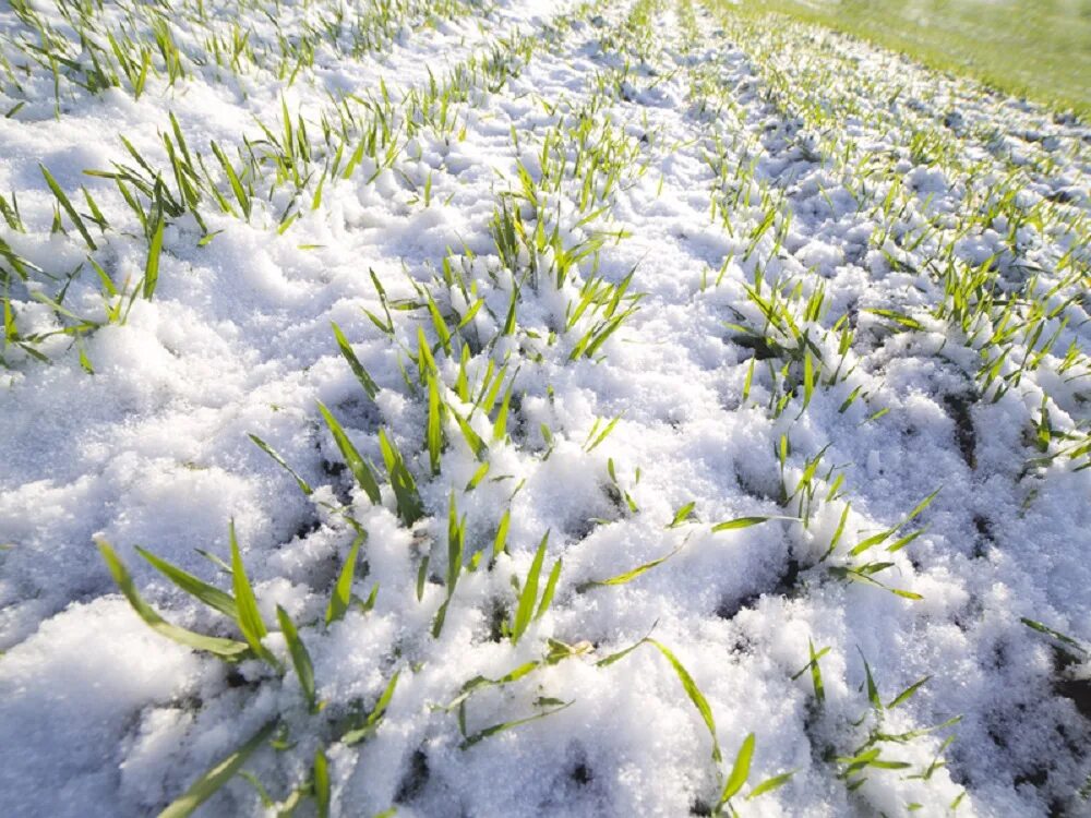 Озимые значение. Растения под снегом. Озимые культуры. Озимые под снегом. Пшеница под снегом.