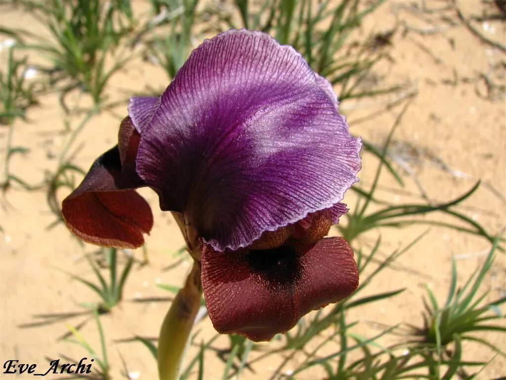 черный ирис цветок в иордании. иридодиктиум. ирисы в пустыне. ирисы в пустыне. ирисы в пустыне.