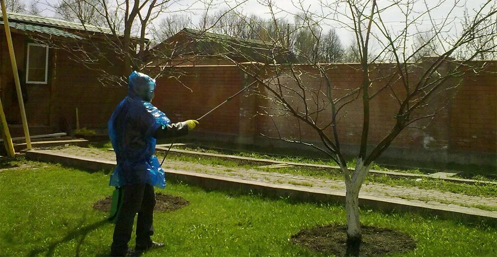 В солнечную погоду можно опрыскивать деревья. Медный купорос обработка деревьев яблони. Опрыскивание сада. Весенняя обработка сада. Обработка дерева.