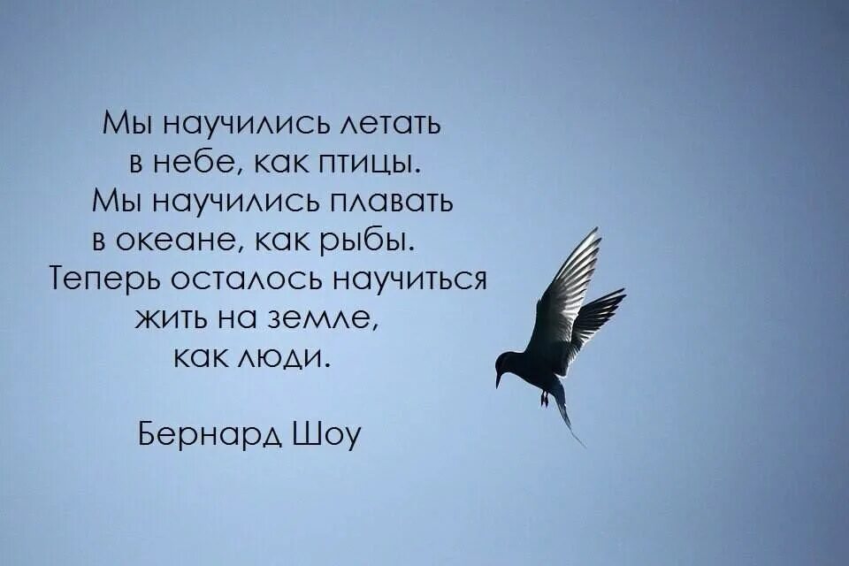 Научусь летать с тобой на небо там. Цитаты про птиц. Фразы про птиц. Цитаты про птиц со смыслом. Мудрые высказывания о птицах.