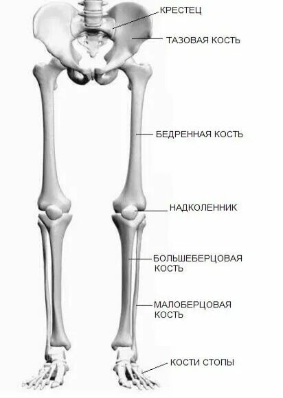 Находится берцовая кость. Малая берцовая кость. Малая берцовая кость нижней конечности. Большая берцовая и малая берцовая кость. Большеберцовая кость на скелете человека.