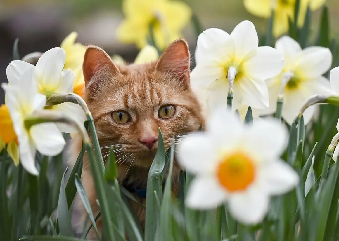 Котик с тюльпанами. Кошки весной. Рыжий котенок в цветах. Кошка с тюльпанами.