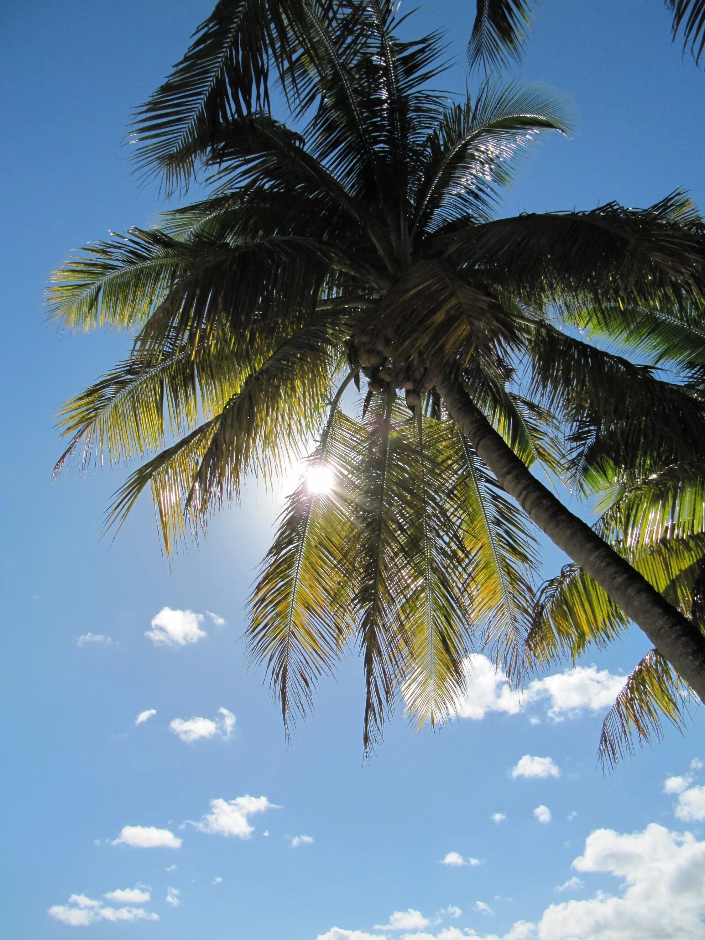 Пальмировая Пальма. Тайланд пальмы. Пальмы солнце. Пальмы небо.
