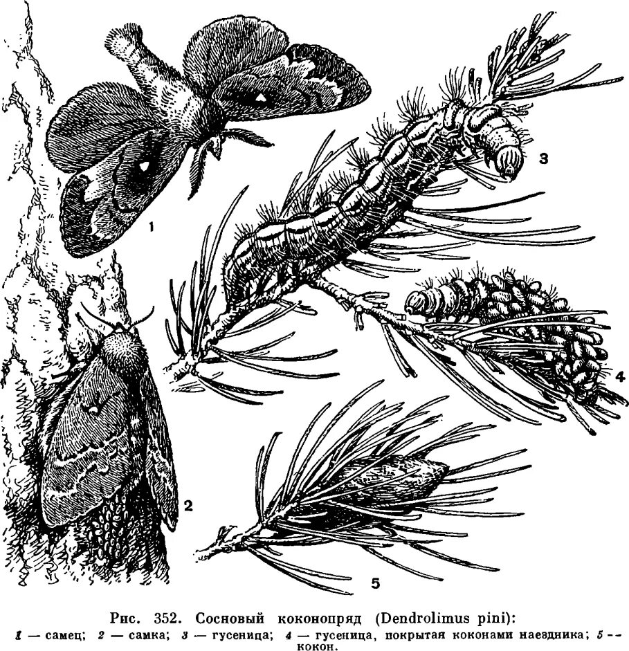 Сосновый коконопряд (Dendrolimus Pini). Семейство Коконопряды бабочки. Подотряд разнокрылые бабочки. Соснового коконопряд самка и самец.