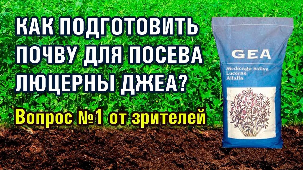 Как посеять люцерну вручную в домашних. Люцерна Джеа. Люцерна Gea. Сорт люцерны Джея. Семена Джеа.