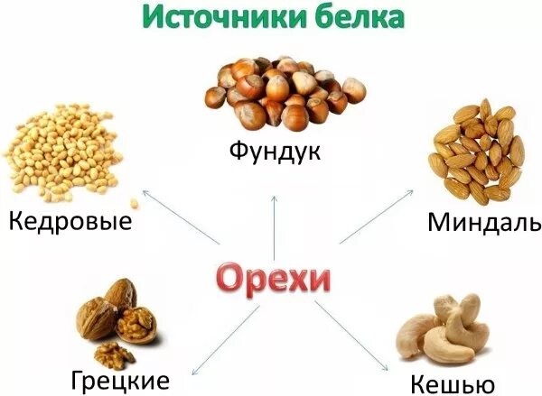 В орехах много белка. Орехи источник белка. Белок в орехах. Содержимое белка в орехах. Растительные источники белка.