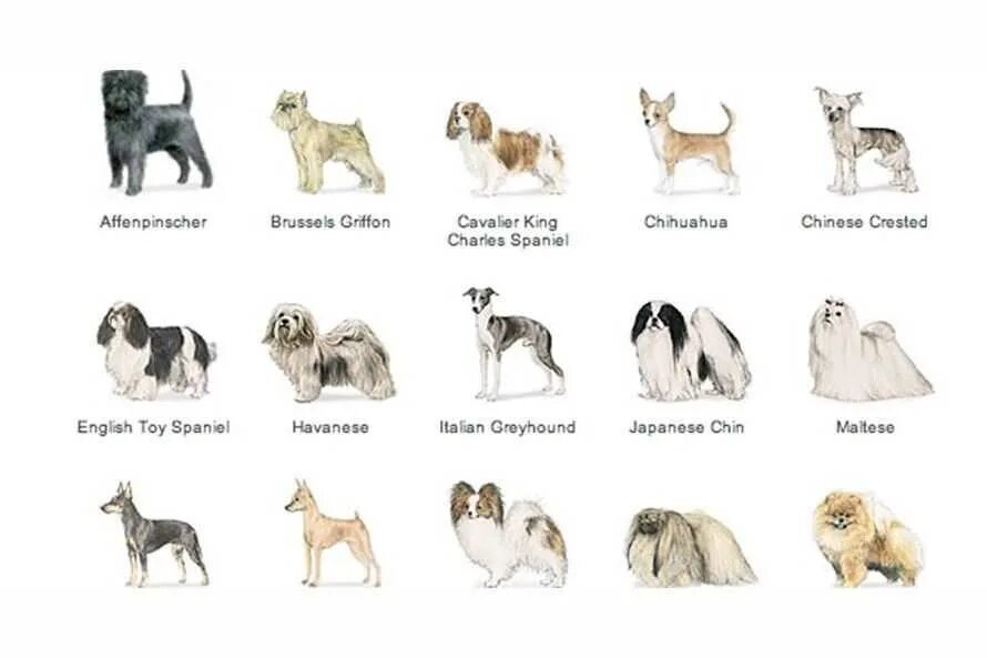 Клички породистых. Название собак. Клички для собак. Породы собак с именами. Породы собак для аллергиков.