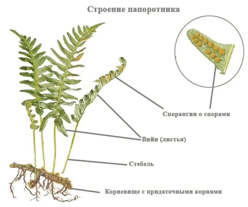 Папоротники хвощи плауны строение. Строение папоротника и хвоща. Строение плаунов хвощей и папоротников. Строение папоротника и плауна. Размножение спорами наличие листьев и стебля