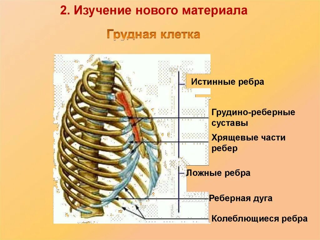 Грудино реберный сустав 2 ребра. Ребра истинные ложные колеблющиеся. Истинные ложные и колеблющиеся ребра на грудной клетке. Грудная клетка реберная дуга.