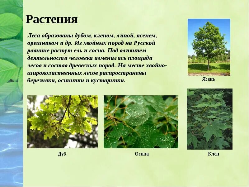 Липа природная зона. Клен природная зона. Дуб клен липа. Дуб природная зона. Осина в какой природной зоне