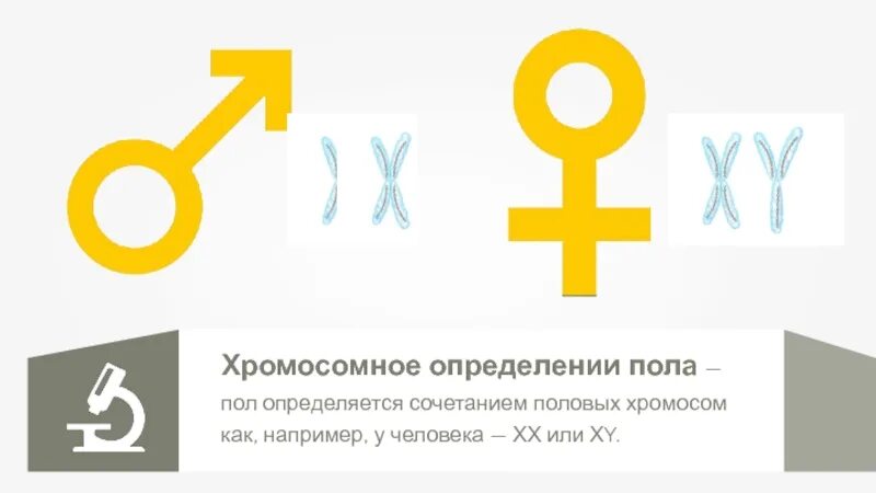 Когда происходит генетическое определение пола у человека. Генетическая схема хромосомного определения пола. Определение пола у человека. Хромосомное определение пола у человека. Генетическая детерминация пола.