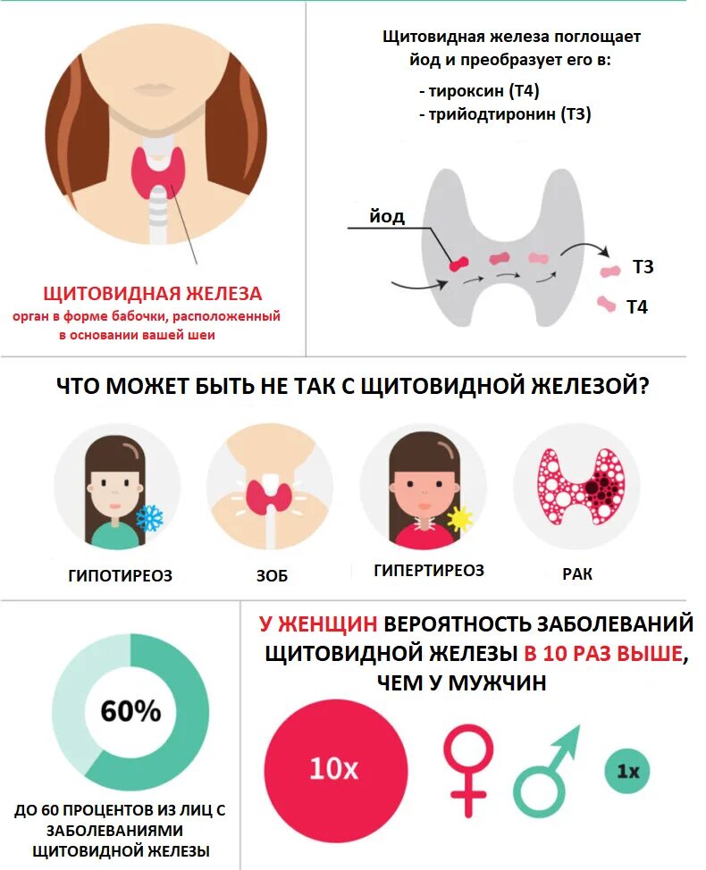 Заболевания щитовидки. Нарушение щитовидной железы. Здоровая щитовидная железа. Щитовидная железа здоровая и больная. Как жить без щитовидной железы