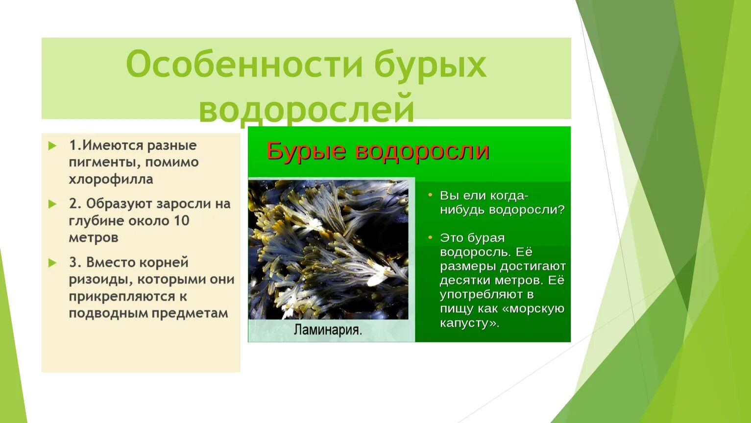 Верные признаки водорослей. Многообразие водорослей. Бурые водоросли представители. Значение бурых водорослей. Размер бурых водорослей.