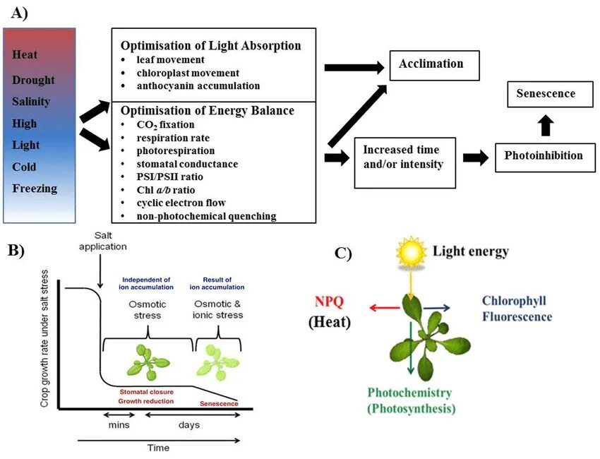 Energy absorption. Фотосинтез на английском. Блекмен фотосинтез. Photosynthesis rate график. Плющ фотосинтез