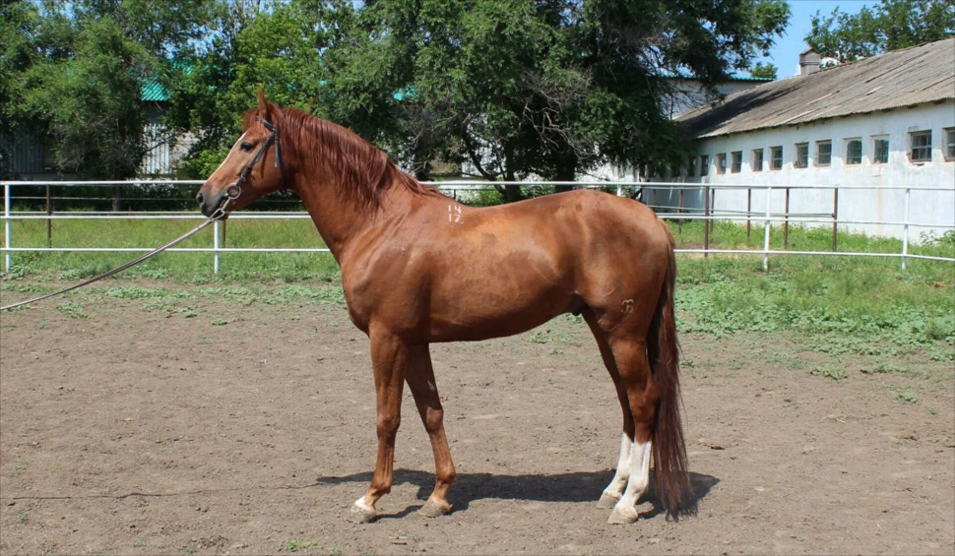 будённовская лошадь вороная. чубарый забайкальская порода. забайкальская лошадь чубарой масти. лошади в татарстане. буденновская порода лошадей.