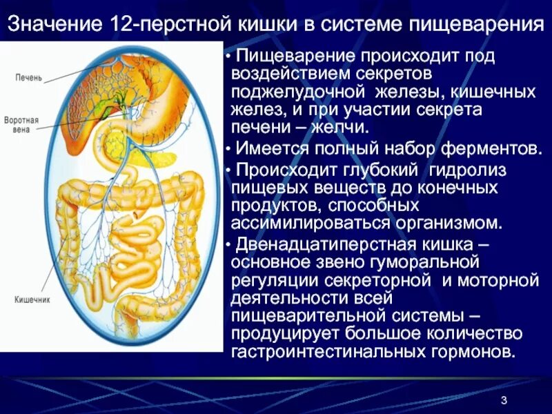 Расщепление веществ в кишечнике. Ферменты 12 перстной кишки. фермент 12 ти перстной кишки. пищеварение в тонком кишечнике. пищеварение в 12 кишке.